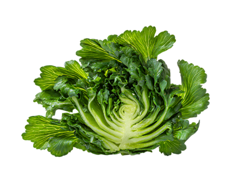 Edible chrysanthemum leaves half slice