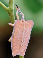 Giant Litchi Ladybug Nymph Anatomy - Bottom View