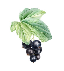 Ripe cassis bunch and leaf isolated watercolor hand drawn illustration. Garden plant blackberries botanical clip art. Summer black currant fruits for cosmetic, packaging, card, textile, horticulture