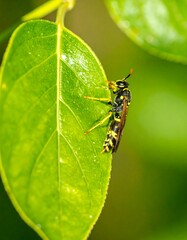 Yellow and black wasp on a green leaf