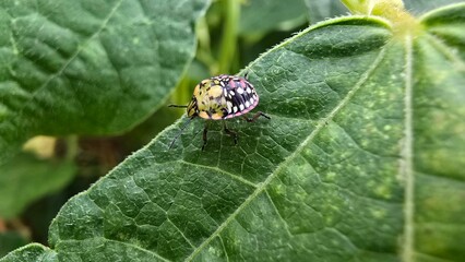 Green vegetable bugs on garden leaf close-up