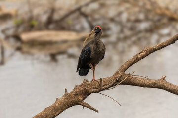 Flame on the Nape-Red-naped ibis (Pseudibis papillosa) or Indian black ibis at Bhigwan of Maharashtra, India.