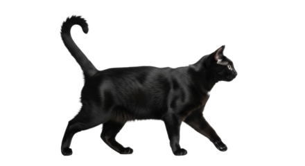 A sleek, short-haired domestic black cat with a curled tail walking gracefully from left to right, on a transparent studio background with copy space. Concept of domestic pet elegance