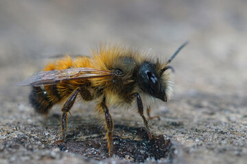 Closeup on a fluffy male European Red  Mason bee, Osmia rufa