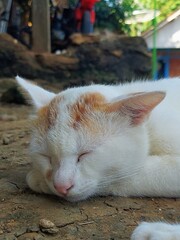 Animal Photography: Cats (Felis catus) Sleeping in the Outdoors & the Aesthetics of Simplicity