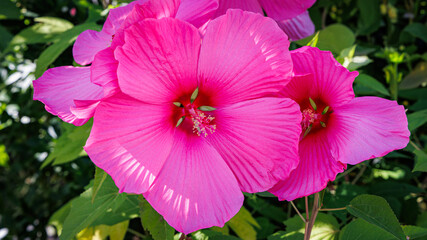 XXL pink Hibiscus moscheutos flowers in full bloom  in summer garden © Fleuronica