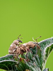 Curculionidae Snout Beetles Mating on Green Leaves