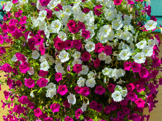 Vibrant petunias in shades of pink and white blooming in a sunny garden setting