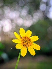 The Beauty of Wedelia Sphagneticola trilobata Flowers and Spiders on the Petals