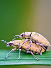 Curculionidae Snout Beetle on Plant Leaves