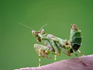 Hymenopodidae Green Praying Mantis on Natural Background