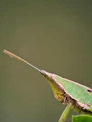 Close-up of an Acrididae Long-Snouted Grasshopper Posing on a Leaf