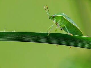 Green Ladybug Pentatomidae on Grass Leaf