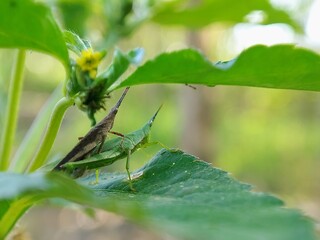 A Pair of Tetrigidae Grasshoppers Mating on a Plant Leaf