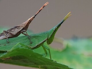 Tetrigidae Species Small Grasshoppers Mating on Leaves