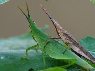 Close-up Portrait of a Tetrigidae Grasshopper Posing on a Leaf
