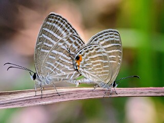 A pair of Jamides butterflies mating on a grass leaf