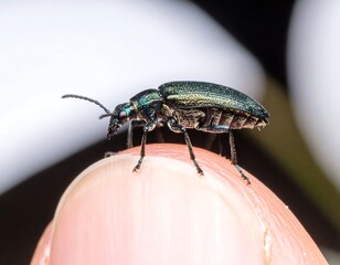 Close-up of a small, dark-green beetle on a fingertip