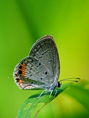 Obraz premium Gray Hairstreak Butterfly (Strymon melinus) Perched on Leaf, Green Bokeh Background