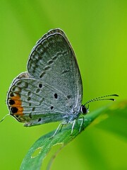 Wild Gray Hairstreak Butterfly (Strymon melinus) in its Natural Habitat