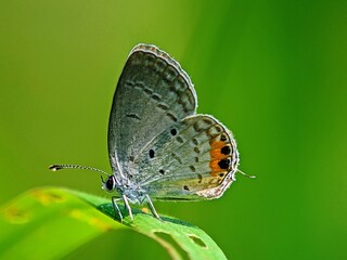 Perfect for Educational Material: Gray Hairstreak Butterfly (Strymon melinus) with Closed Wings