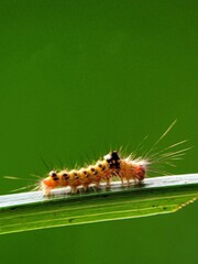 Side Portrait of a Golden Fleece Butterfly Caterpillar (Euproctis chrysorrhoea) Walking on a Leaf