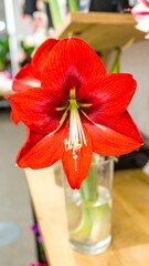 Vibrant red amaryllis in glass vase