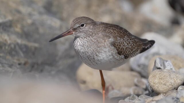 Common Redshank resting among the stones on the coast. Spain.                               