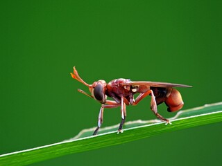 Unique Flies: Diopsidae with Long-Stemmed Eyes, Focus on Body and Leg Details