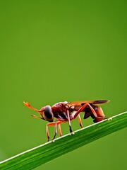 Species Portrait: Red Colored Diopsidae in Its Natural Habitat, Bokeh Green Background