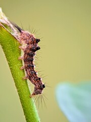 Hairy Caterpillars (Lepidoptera) Crawling on Plant Stems: Life Cycles and Natural Transformations for the Concept of Growth and Change