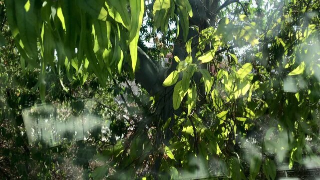Eucalyptus leaves and branches with backlighting and reflections from the glass of the vehicle from which it was recorded.