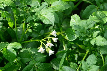 Potato plant with white flowers blooming amongst vibrant green leaves