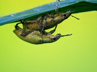 Unique Behavior: Weevil Beetles (Curculionoidea) Pair Up, Demonstrating Reproductive Process