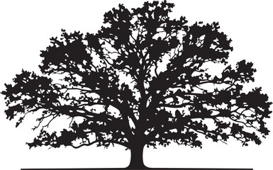 Obraz premium Black silhouette of a large oak tree with spreading branches