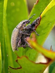 Two Snouted Beetles (Curculionidae) on a Dewy Leaf: A Portrait of Nature with Micro-Life and Beauty