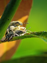 Macro Photography of Snout Beetles (Curculionidae) Interacting: Scientific Report and Science...