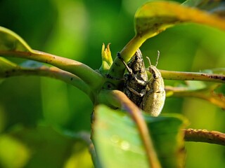 Mating Weevils (Pachyrhynchus spp.) on a Plant with Soft Sunlight
