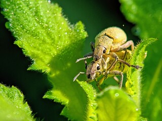 Mating Weevils (Curculionidae) on a Plant Covered in Dew - Close-up Shot of Two Insects
