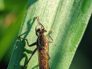 Robber Flies (Asilidae) on Green Leaves: Design and Botanical Background with Elegant Composition