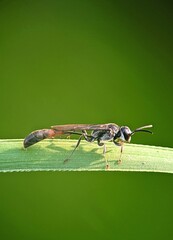 Metallic Blue Wasp (Ampulex) - Close-up View on a Plant Stem with a Soft-Focus Background