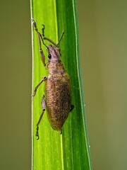 Rice Weevil (Sitophilus oryzae) on a Green Blade of Grass - Close-up Macro Photo with Soft...