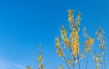 Tree branches with yellow leaves against blue sky, selective focus.