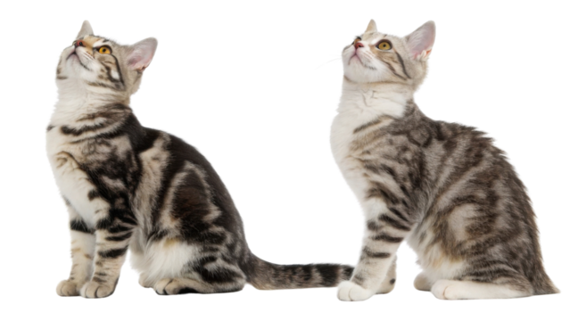 American wirehair cats display unique fur patterns and playful expressions, showcasing their charming personalities in delightful way