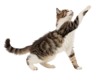 Playful American Wirehair cat stretches its paw gracefully, showcasing its unique fur pattern and lively spirit