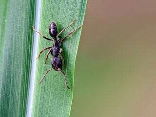 Macro of Plain Black Ants (Formicidae) Walking on the Surface of Green Leaves
