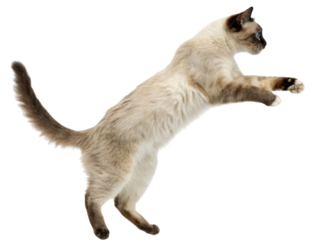 Playful balinese javanese cat leaps gracefully in mid air showcasing its agility and elegance