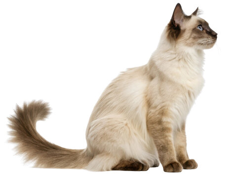 Beautiful balinese javanese cat sits gracefully, showcasing its elegant fur and striking blue eyes, embodying serene presence