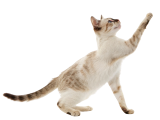Playful balinese javanese cat stretches its paw in graceful pose showcasing its elegance and charm