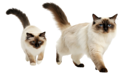 Elegant birman cats walk gracefully, showcasing their striking blue eyes and soft fur, embodying beauty and charm in every step